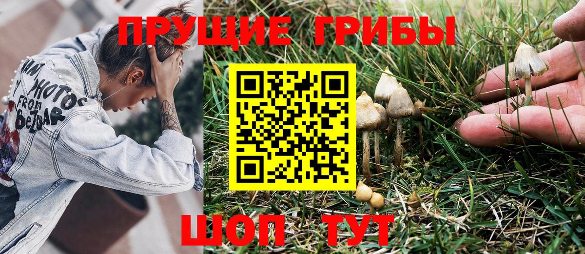 Псилоцибиновые грибы GOLDEN TEACHER Гагарин